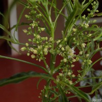 Euodia hortensis J.R.Forst. & G.Forst.